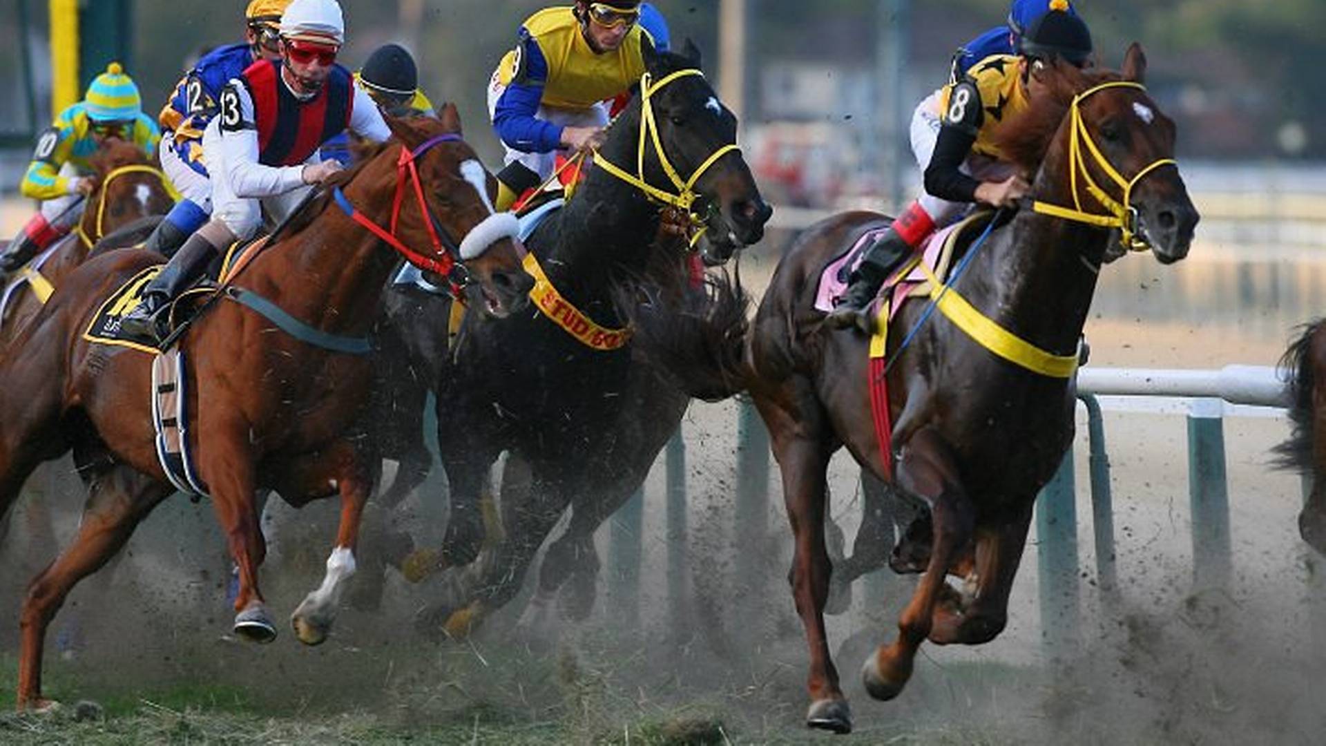 Viagens longas e rotina de atleta: como é a preparação dos cavalos