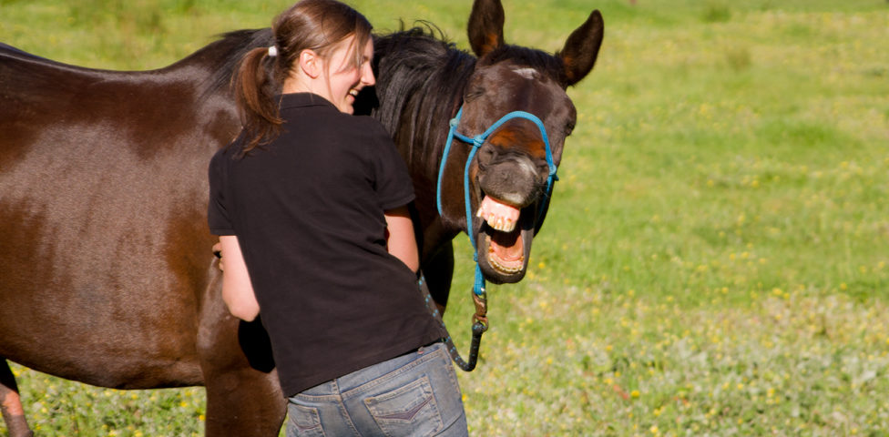 Saiba o que é necessário para ter um cavalo como animal de