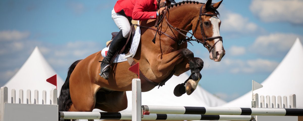 esportes equestres, hipismo, hipismo, cavalo com jóquei saltando