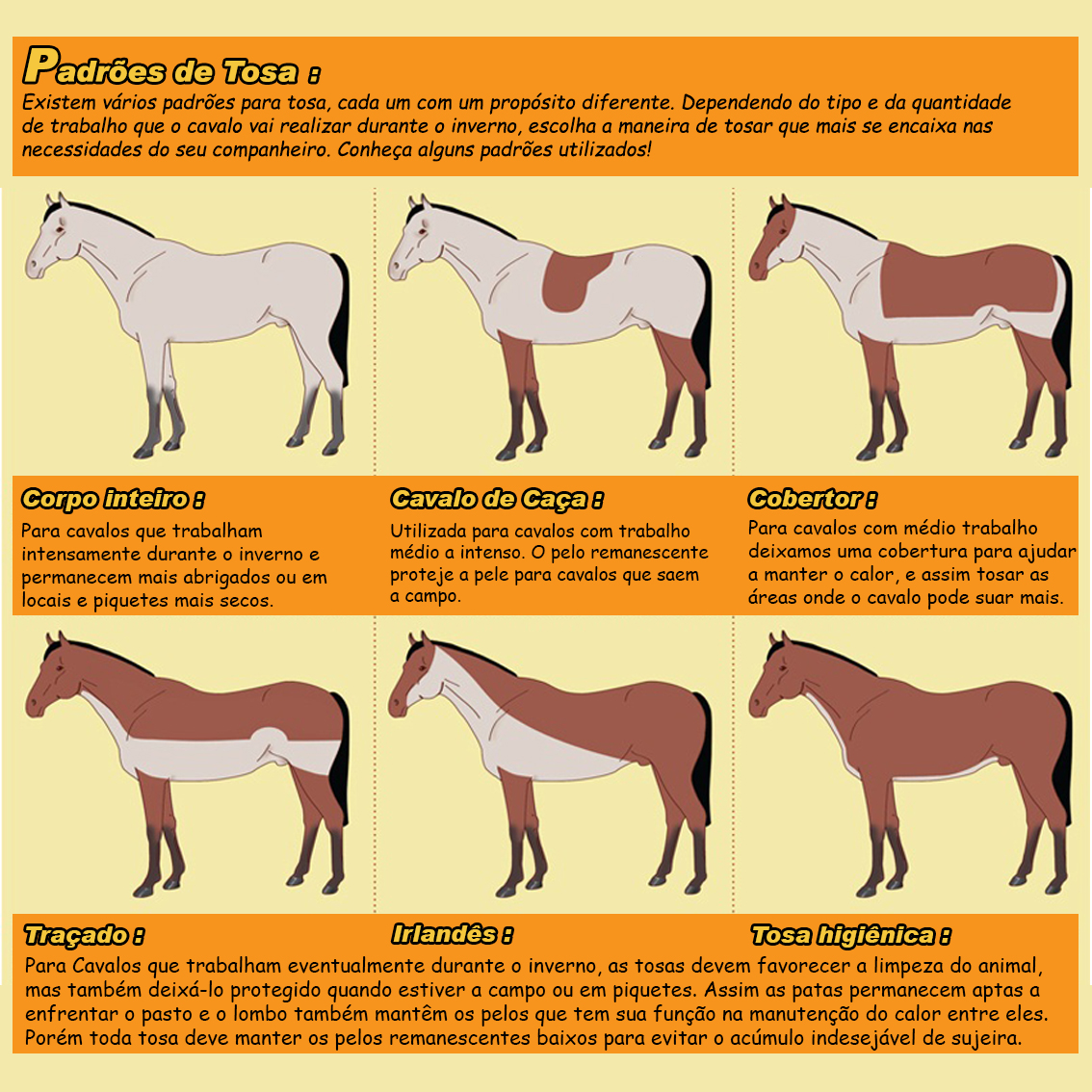 Você sabe o quanto seu cavalo come?