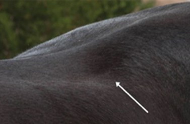 10 sinais de que a sela não está “servindo” em seu cavalo.